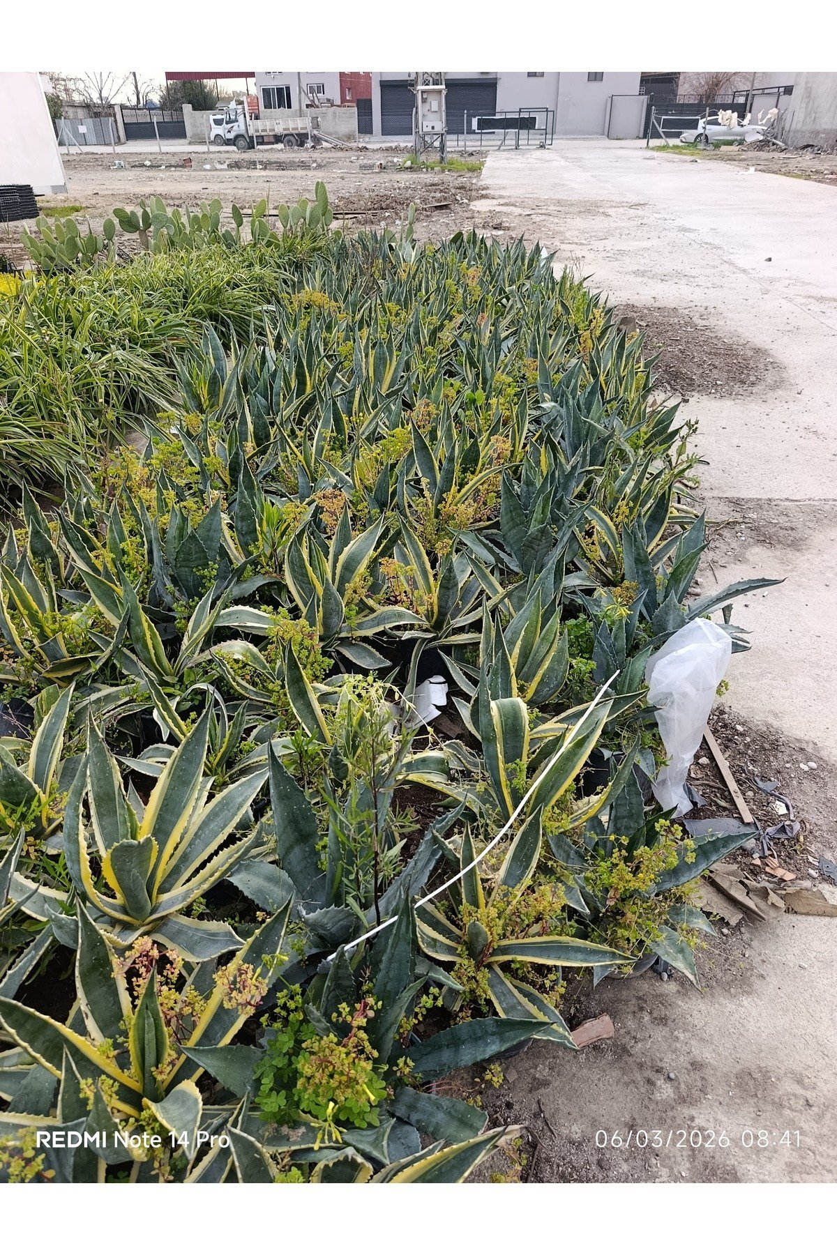Agave Americana Variegata - Alacalı Büyük Boy Sabır Otu - Tropikal Dekoratif Bahçe ve Salon Bitkisi