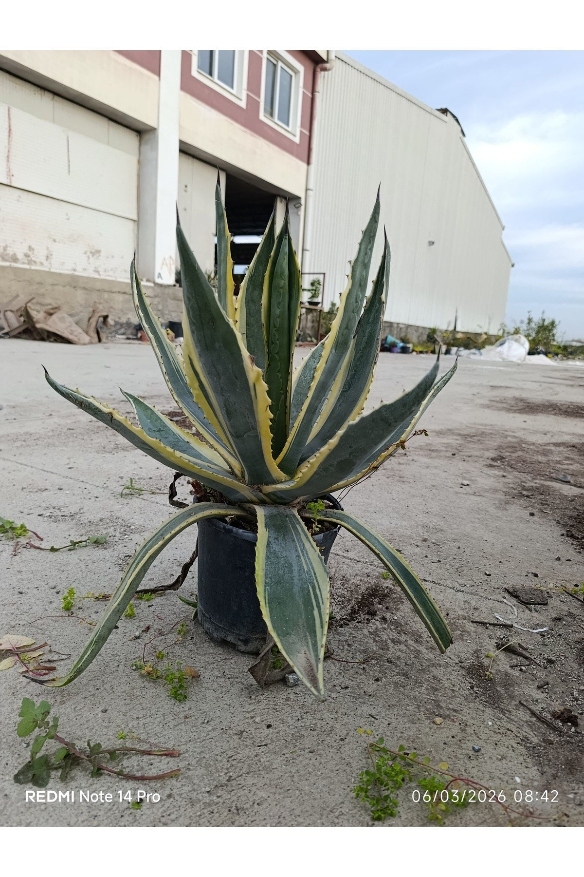 Agave Americana Variegata - Alacalı Büyük Boy Sabır Otu - Tropikal Dekoratif Bahçe ve Salon Bitkisi