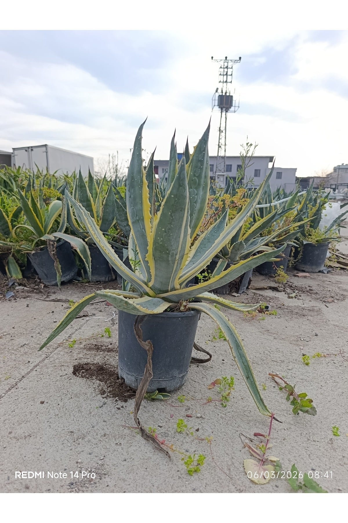 Agave Americana Variegata - Alacalı Büyük Boy Sabır Otu - Tropikal Dekoratif Bahçe ve Salon Bitkisi