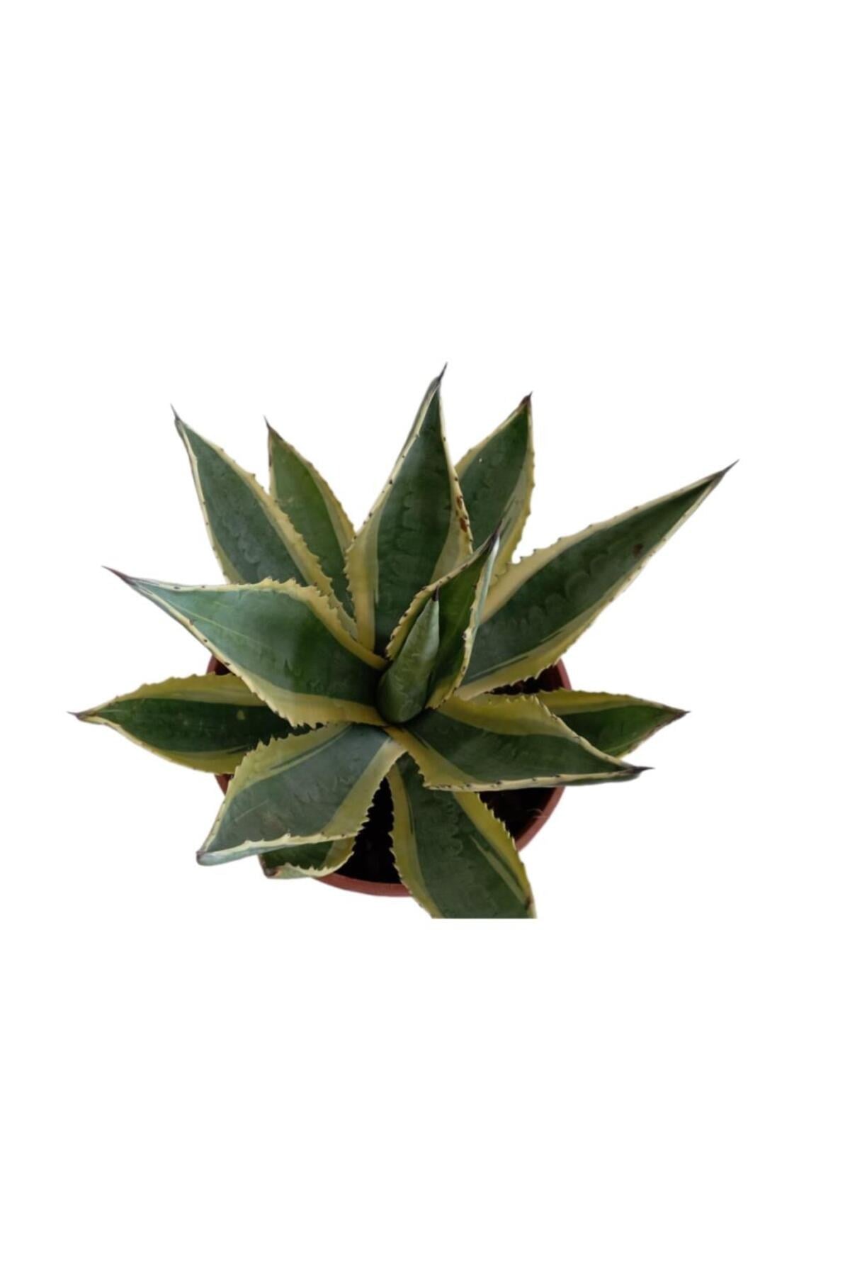 AGAVE AMERİCANO (BÜYÜK BOY)