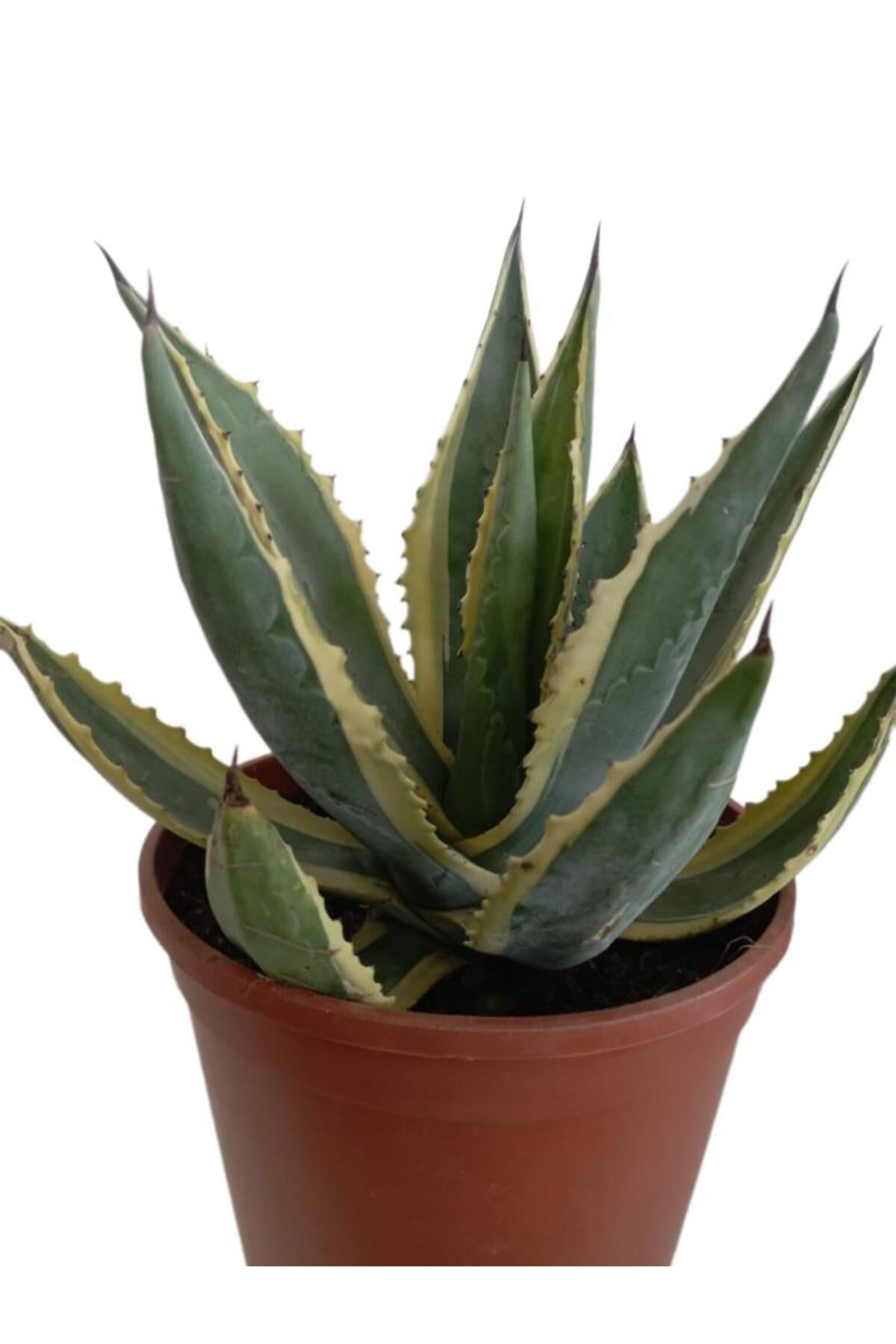 AGAVE AMERİCANO (BÜYÜK BOY)