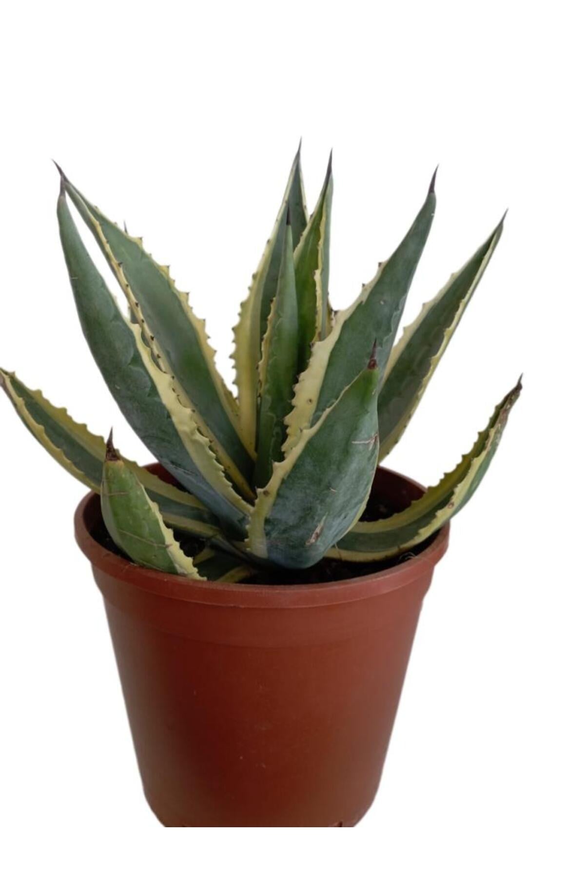 AGAVE AMERİCANO (BÜYÜK BOY)