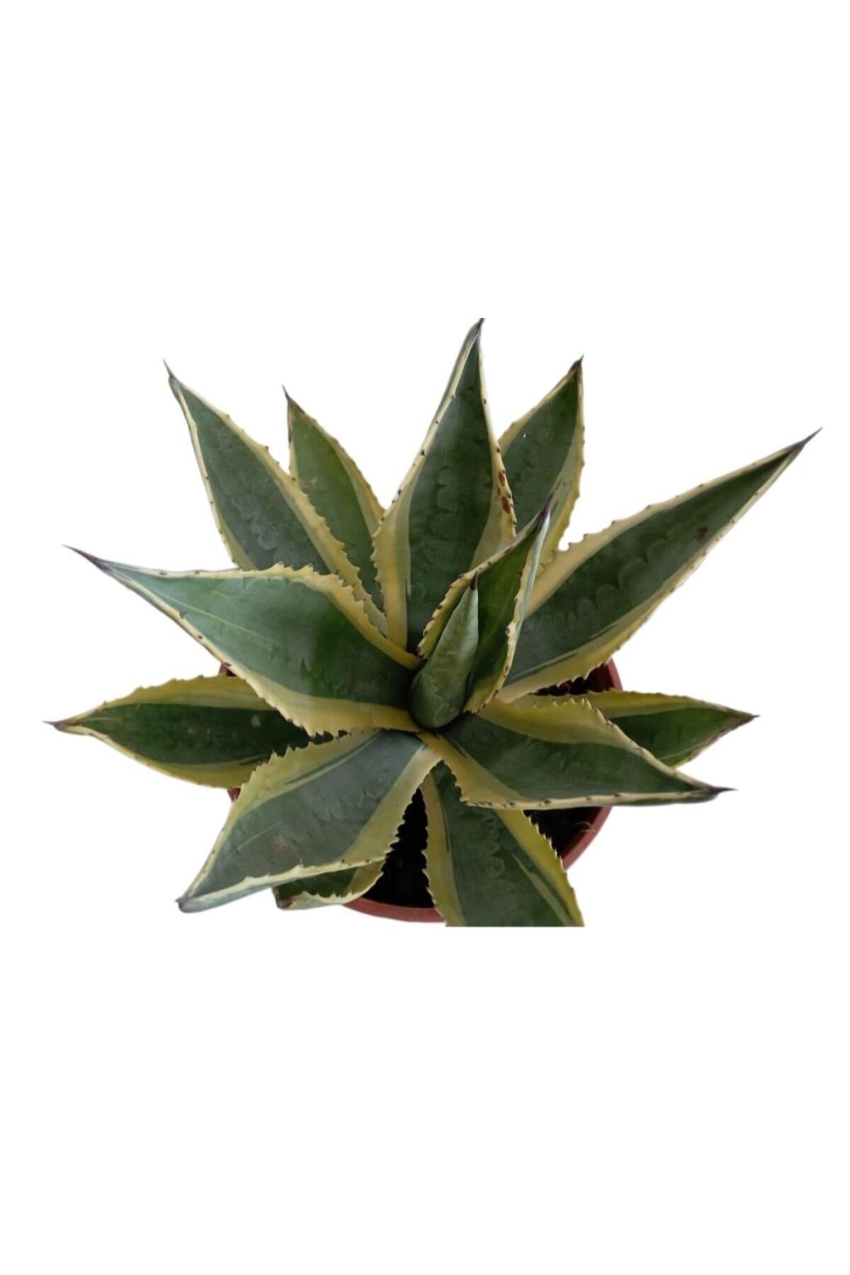 AGAVE AMERİCANO (BÜYÜK BOY)