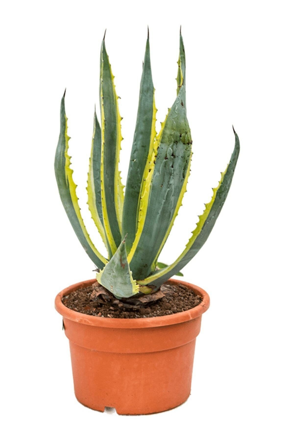 Agave Lopantha + Hediye Kaktüs