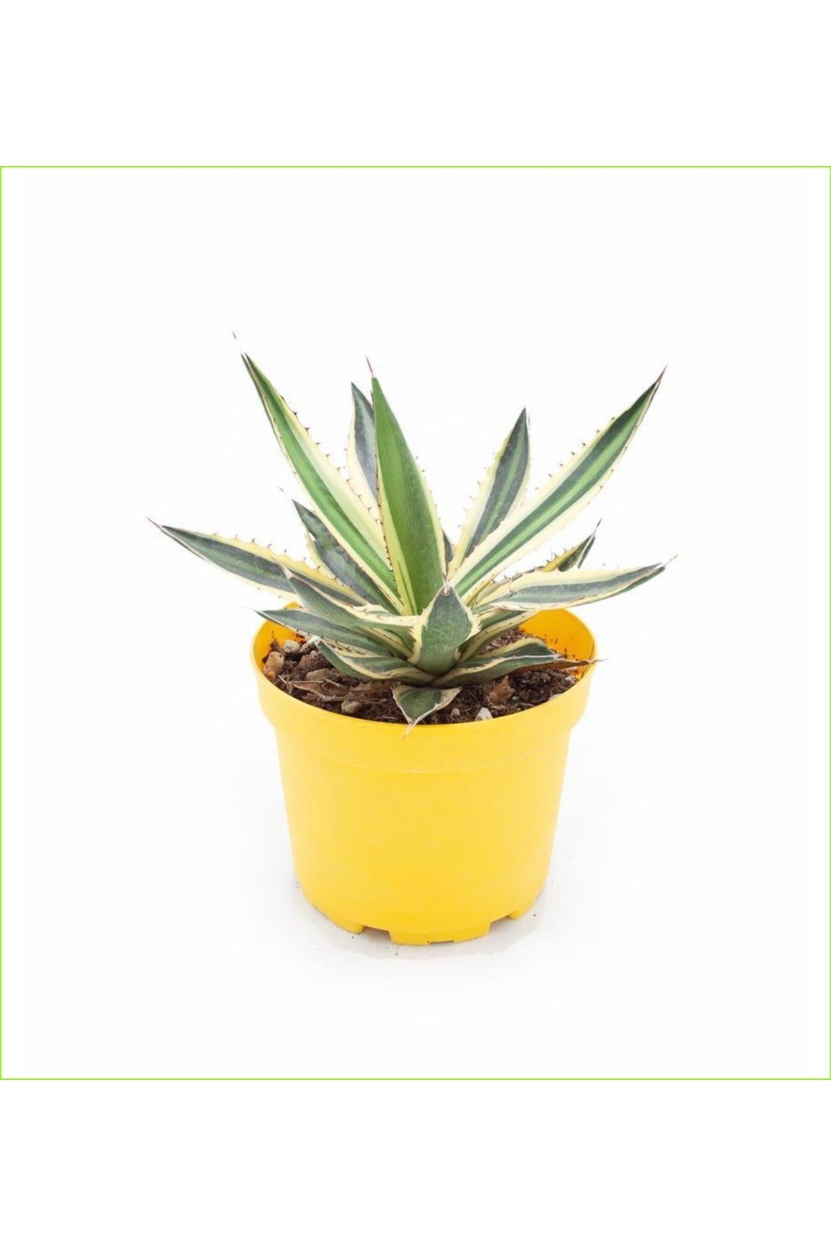 Alacalı Agave 8.5 saksılı nmsn