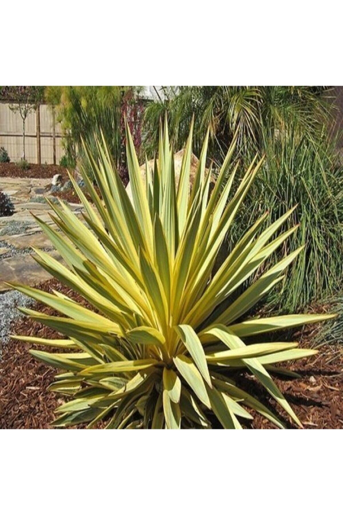 Alacalı Avize Çiçeği Yucca Filamentosa Bright Edge