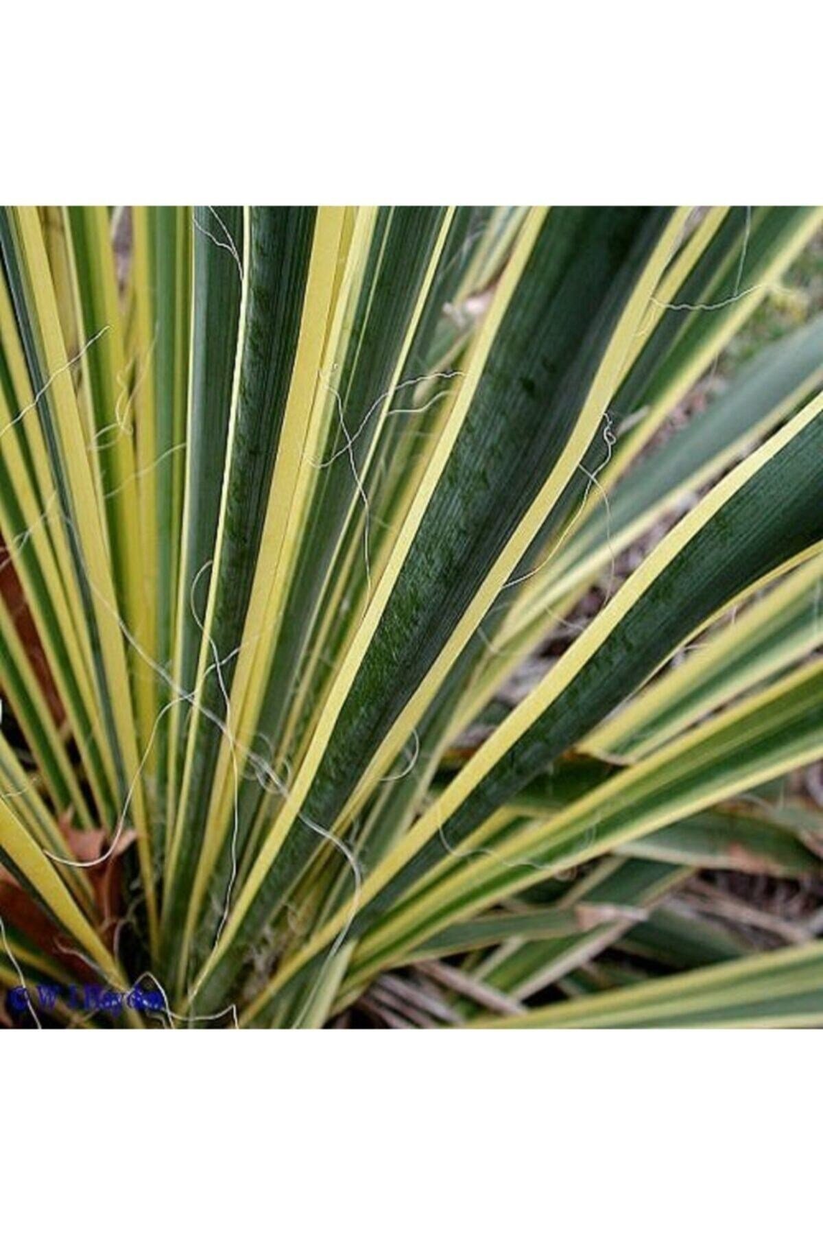 Alacalı Avize Çiçeği Yucca Filamentosa Bright Edge