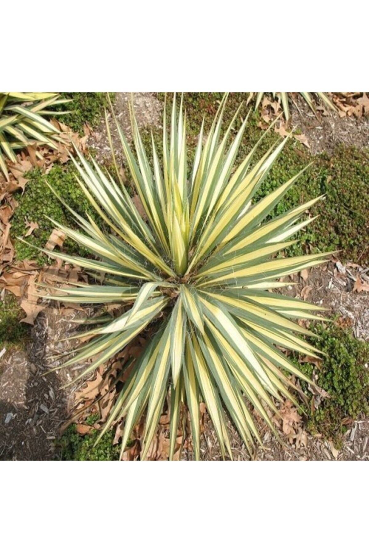 Alacalı Avize Çiçeği Yucca Filamentosa Bright Edge