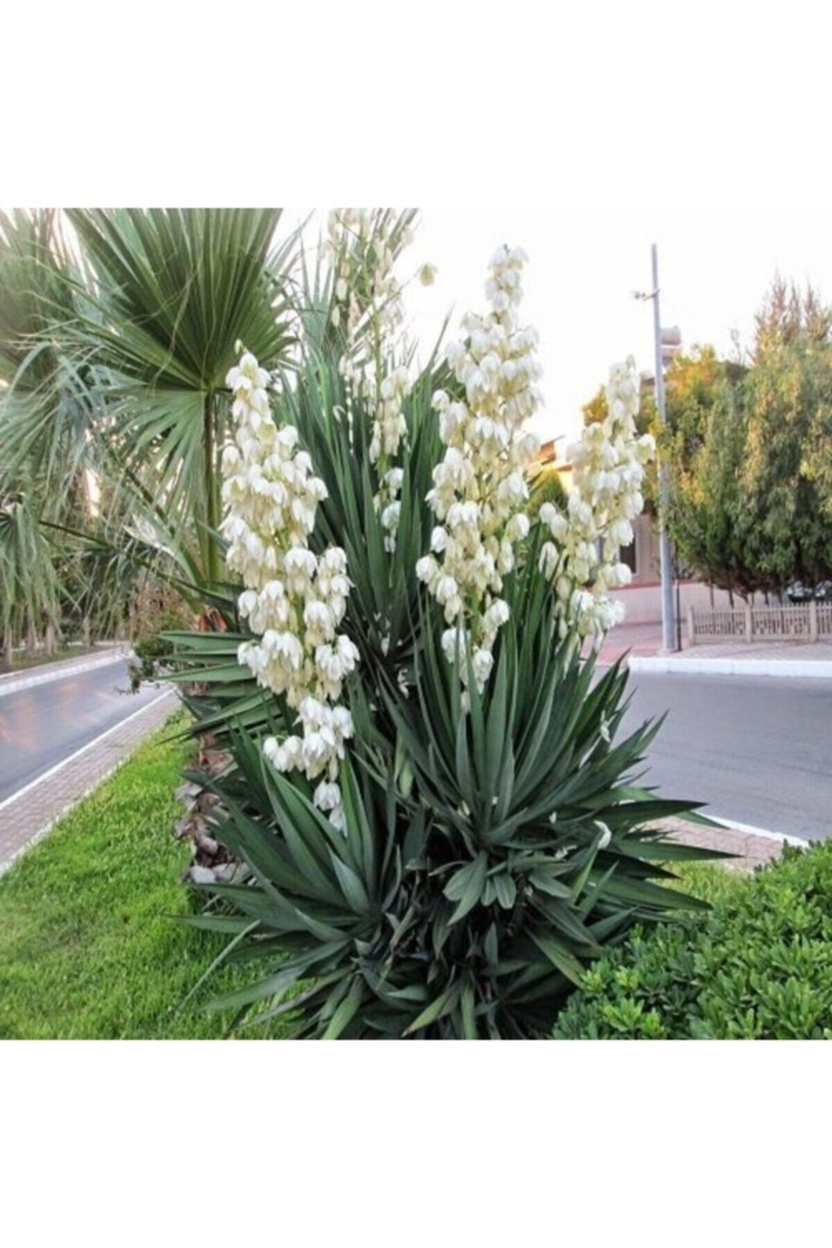 Alacalı Avize Çiçeği Yucca Filamentosa Bright Edge