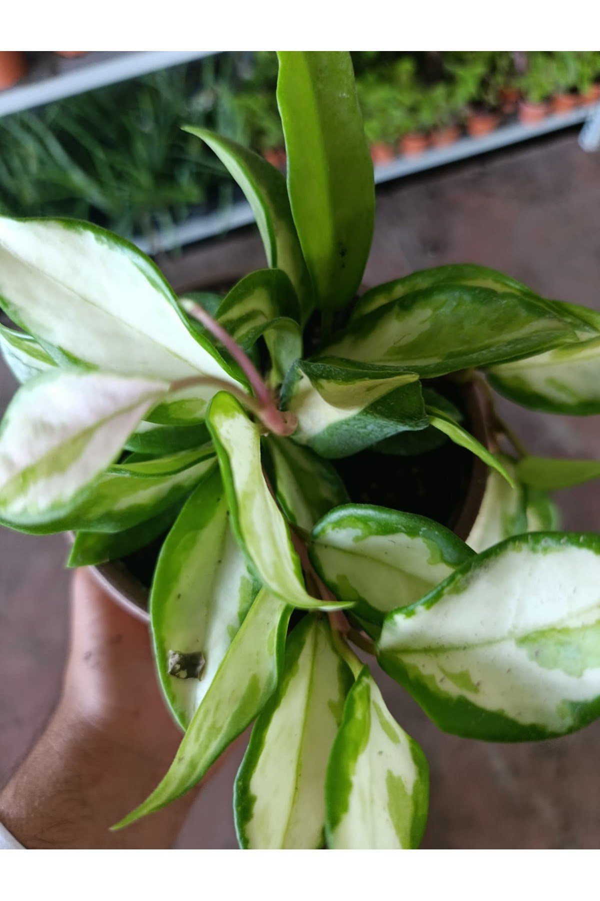 Alacalı Mum Çiçeği (Hoya Carnosa Tricolor)