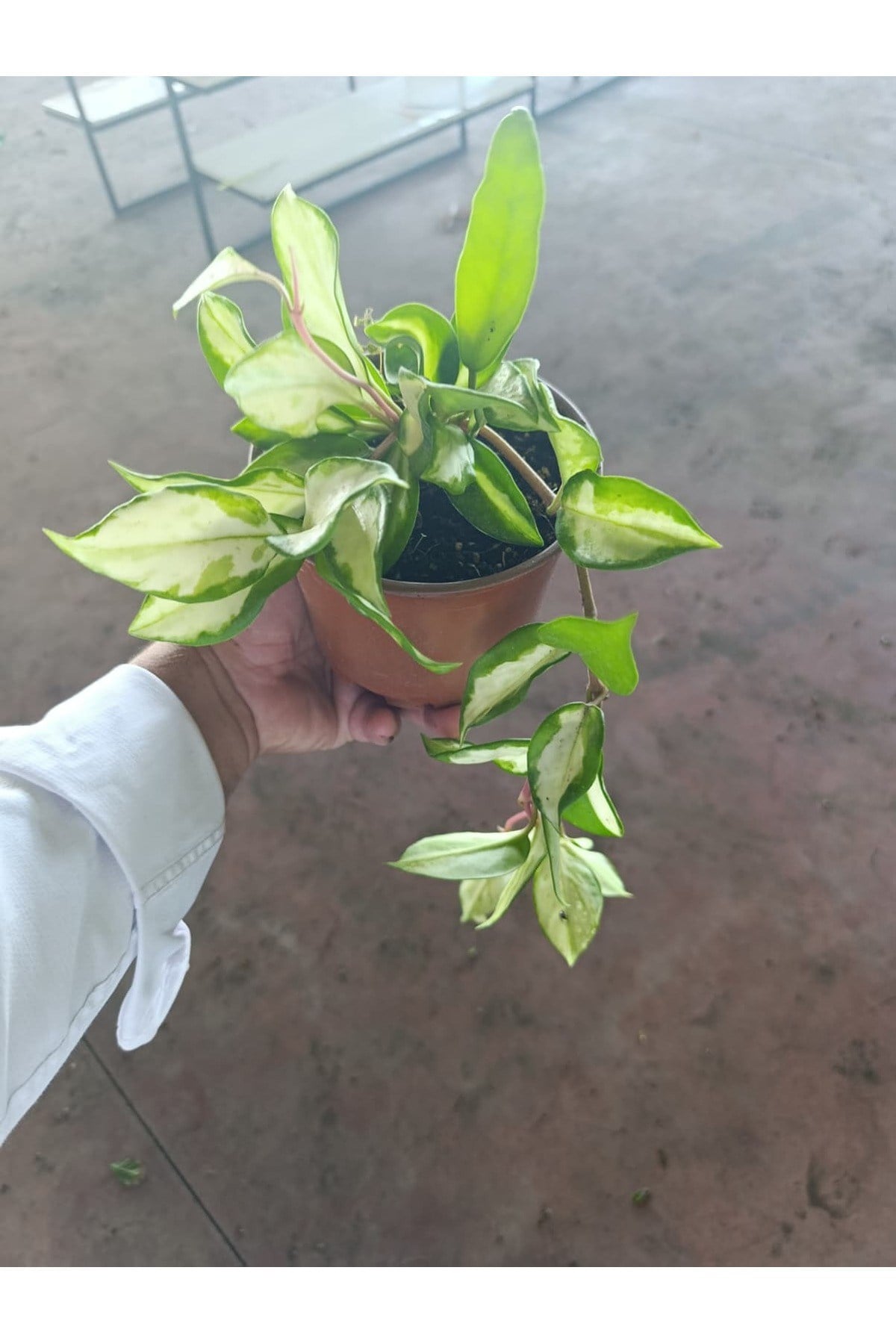 Alacalı Mum Çiçeği (Hoya Carnosa Tricolor)