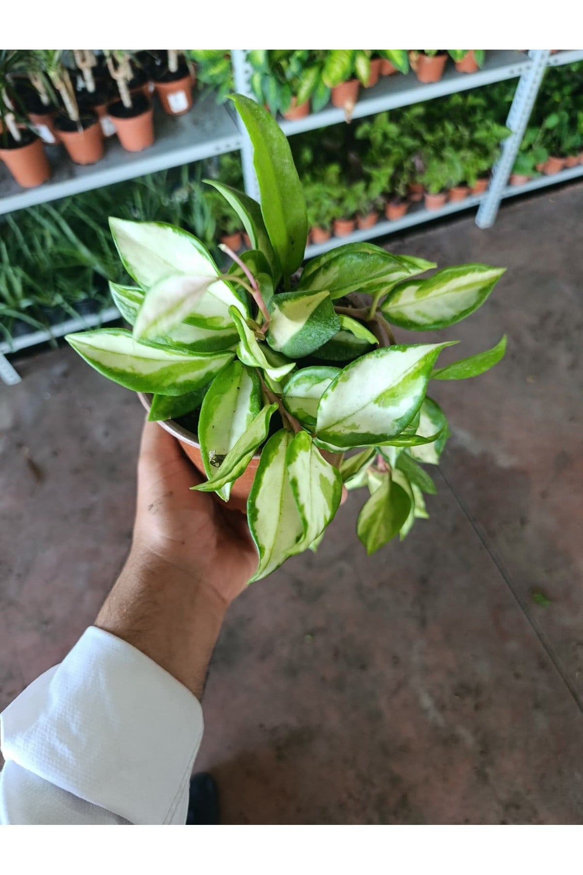Alacalı Mum Çiçeği (Hoya Carnosa Tricolor)