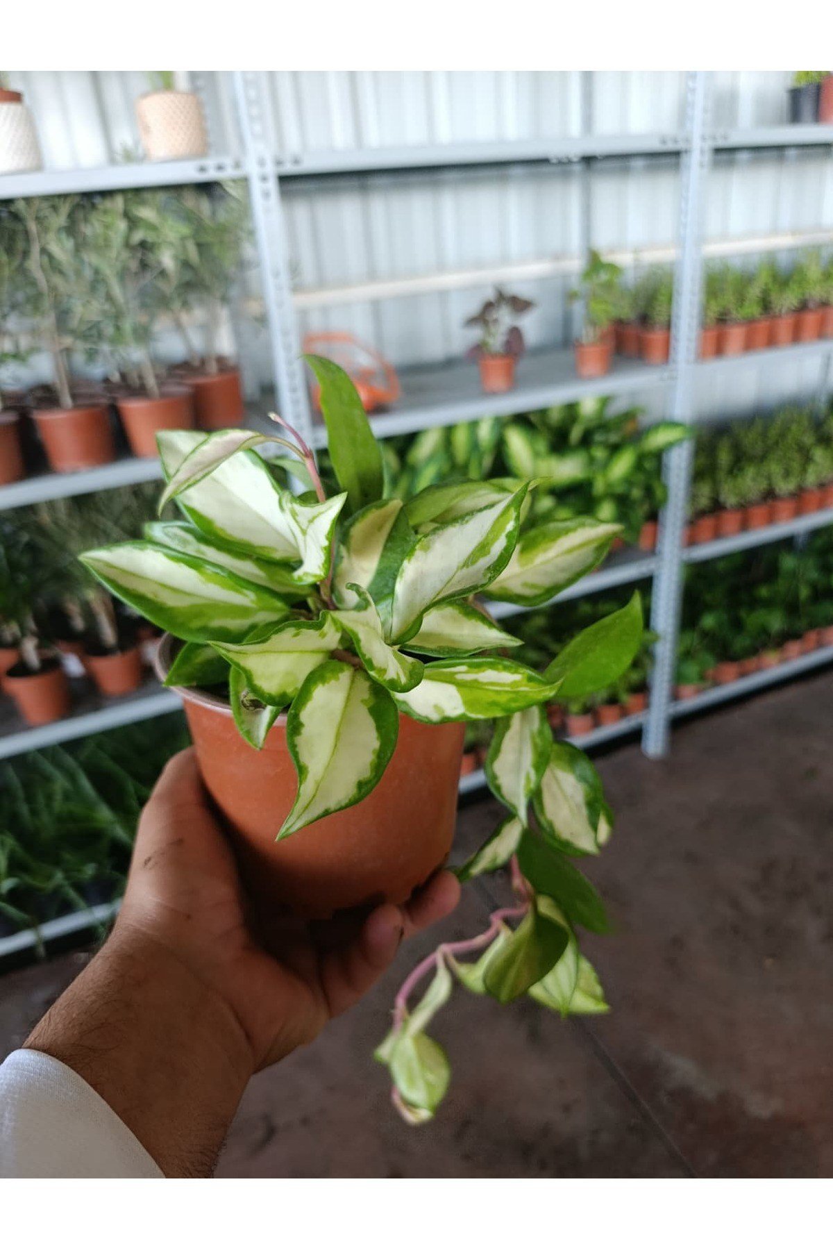 Alacalı Mum Çiçeği (Hoya Carnosa Tricolor)