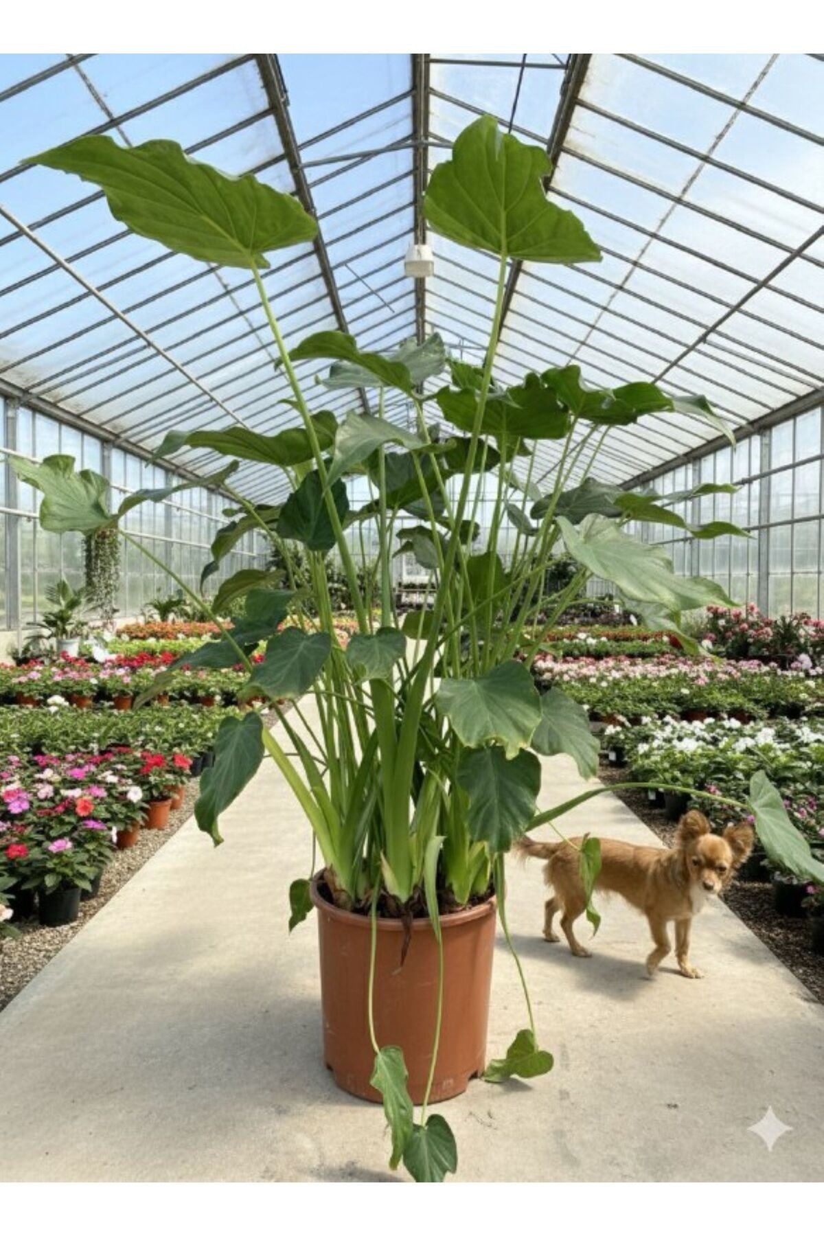 Alocasia Cucullata, Buda’nın Eli Fil Kulağı Bitkisi 130- 140 cm