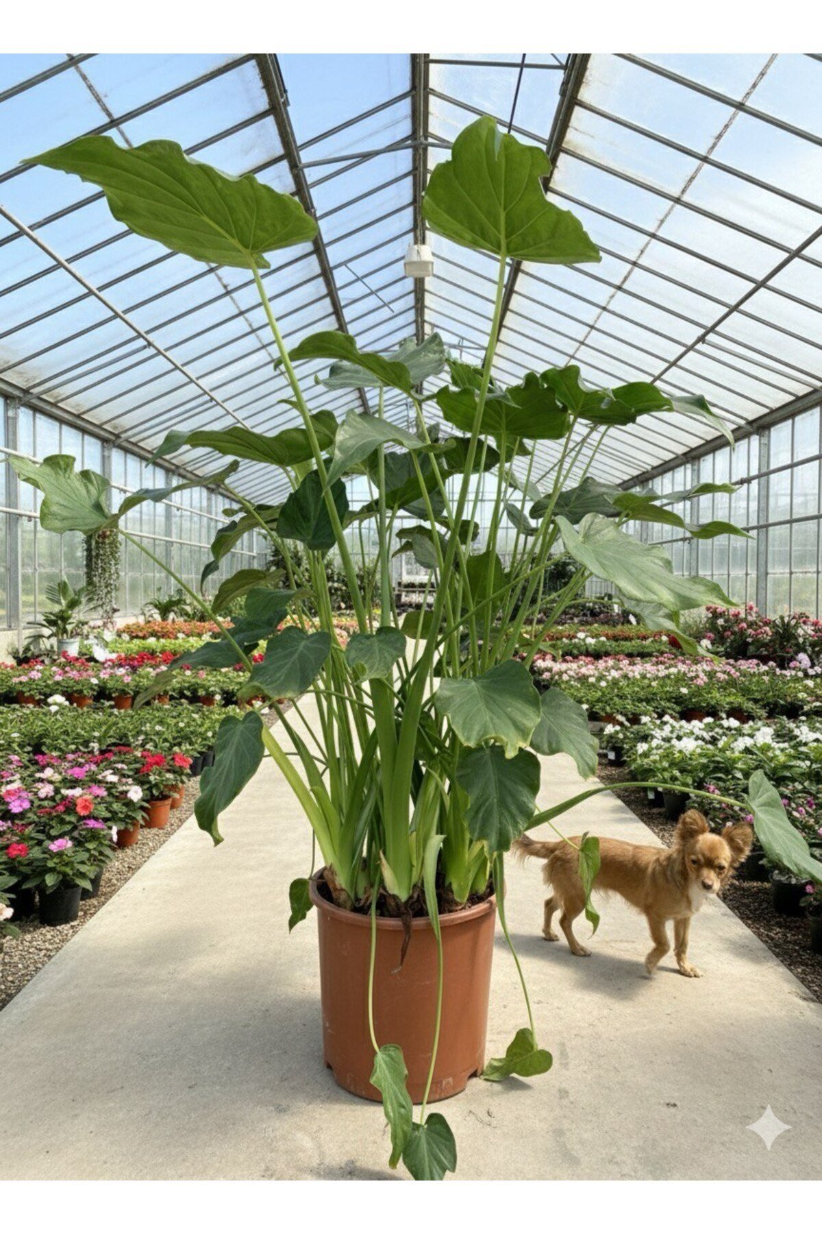Alocasia Cucullata, Buda’nın Eli Fil Kulağı Bitkisi 130- 140 cm