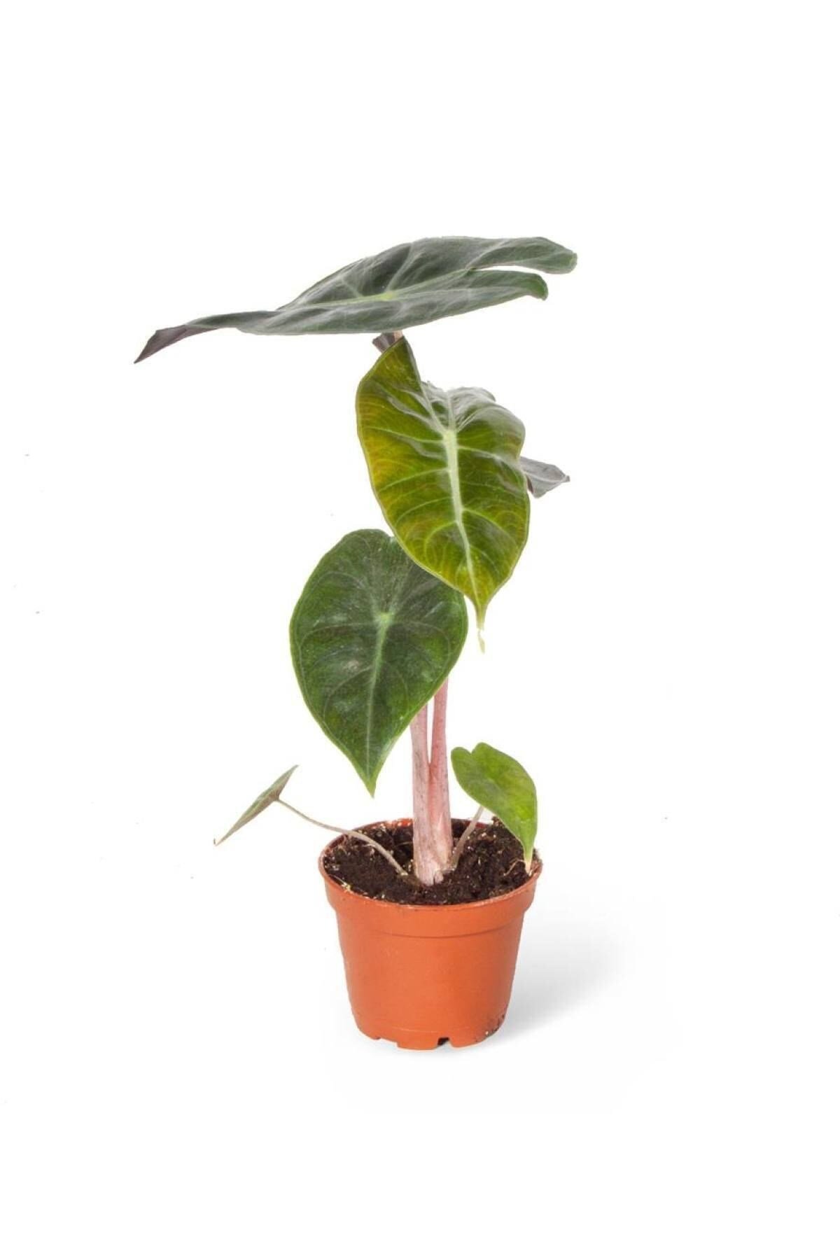 Alocasia Pink Dragon (ıthal) 6cm Ø H:10