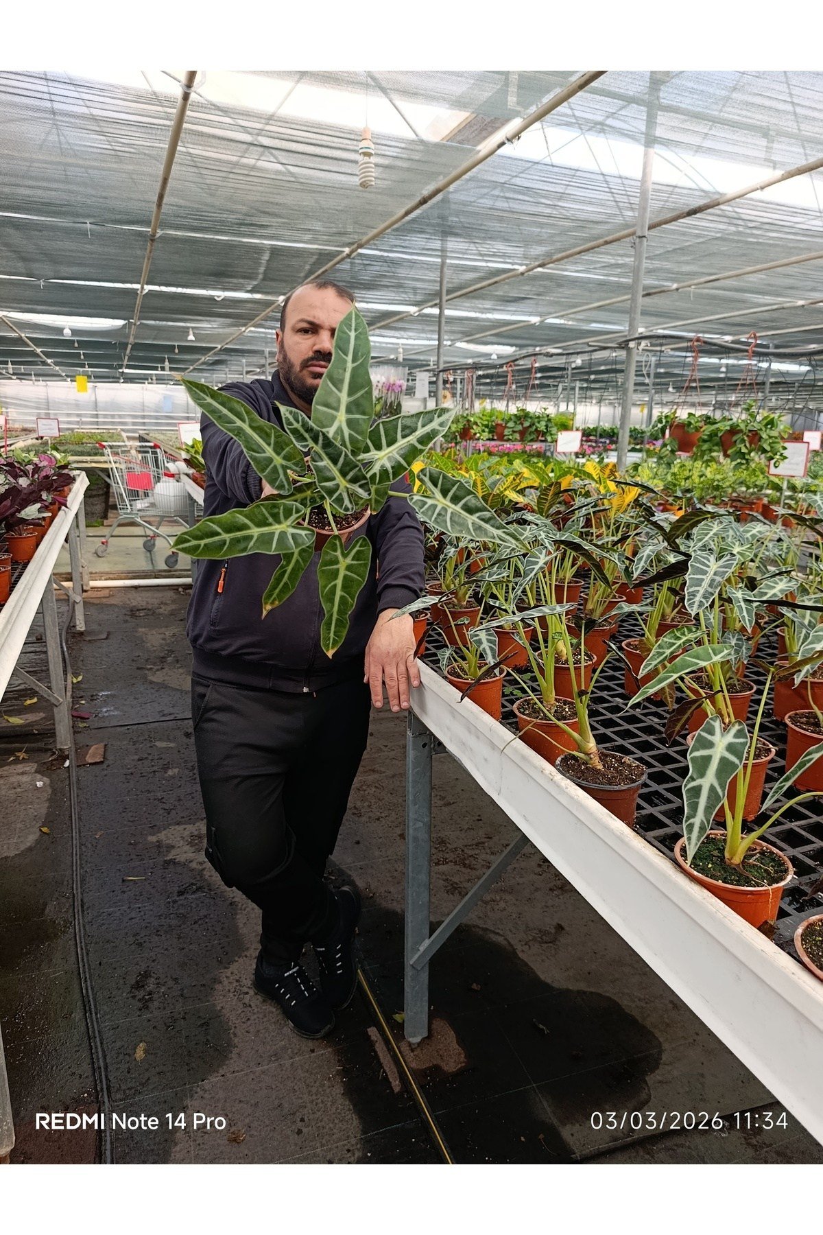 Alocasia Polly Fil Kulağı Canlı Salon Bitkisi – Dekoratif Nadir Tropikal Ev Bitkisi
