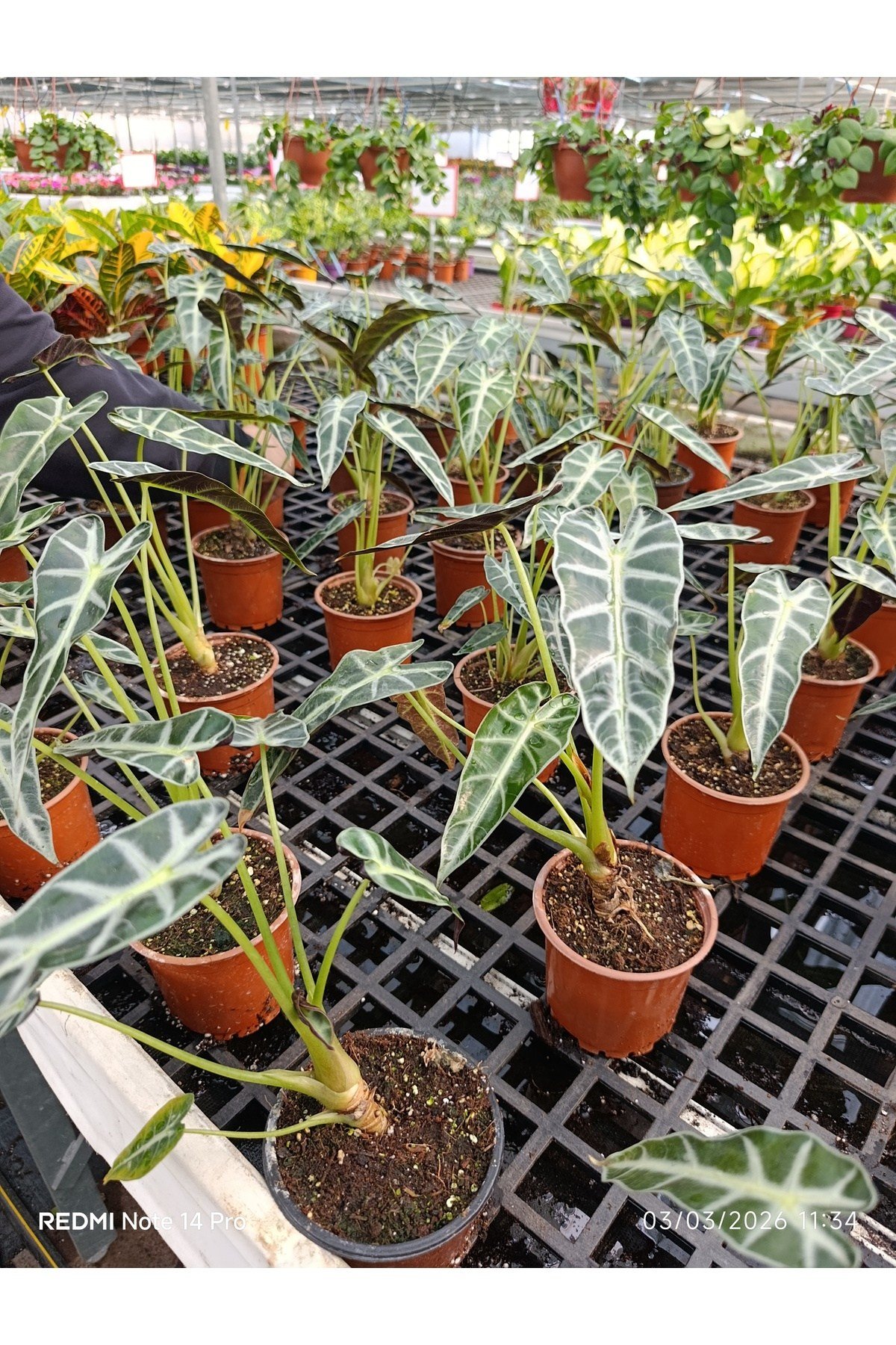 Alocasia Polly Fil Kulağı Canlı Salon Bitkisi – Dekoratif Nadir Tropikal Ev Bitkisi