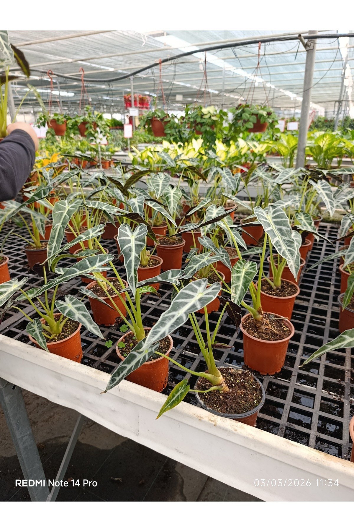 Alocasia Polly Fil Kulağı Canlı Salon Bitkisi – Dekoratif Nadir Tropikal Ev Bitkisi