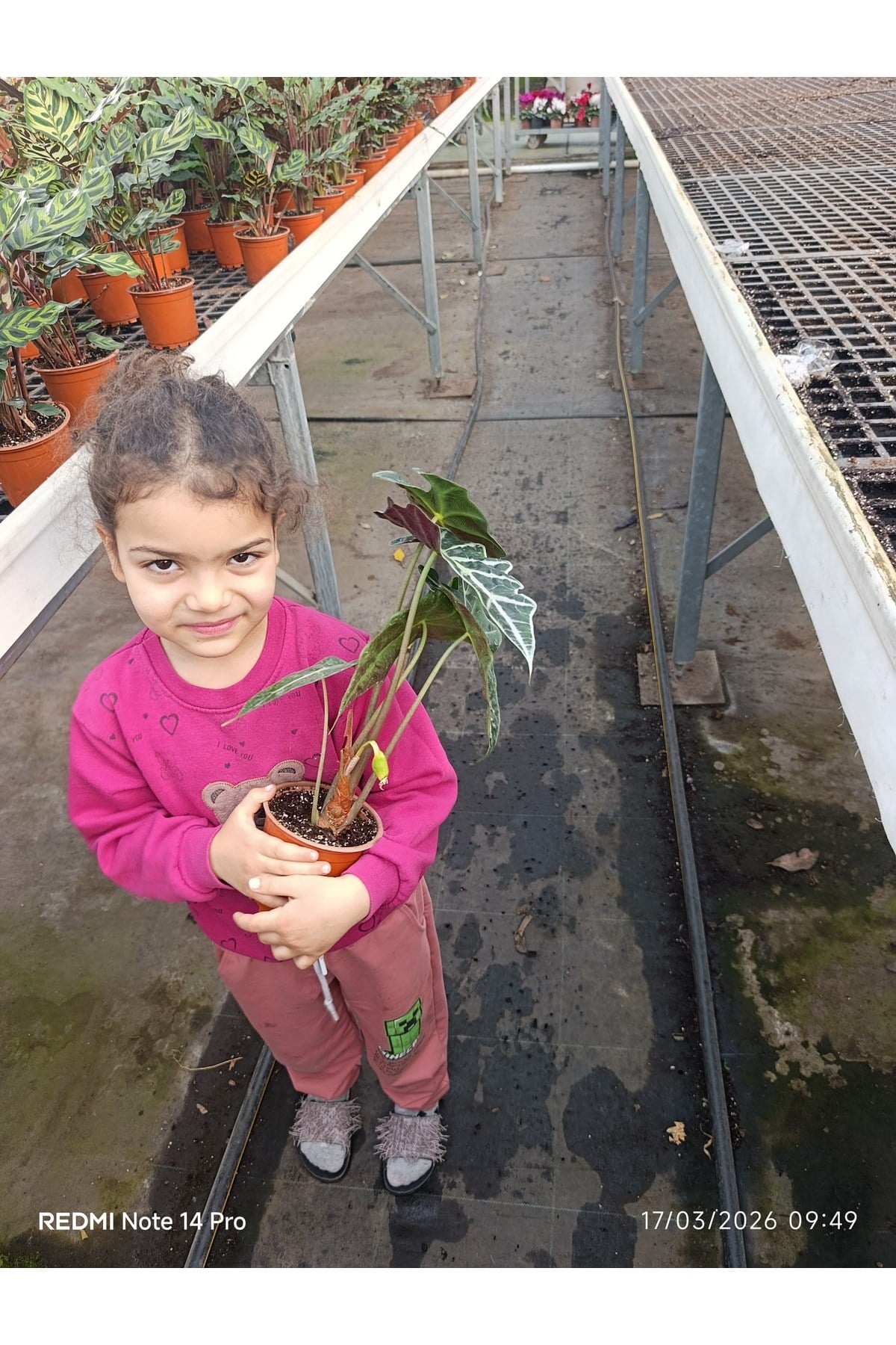 Alocasia Polly - Gösterişli Afrika Maskesi Bitkisi, Egzotik Salon Çiçeği