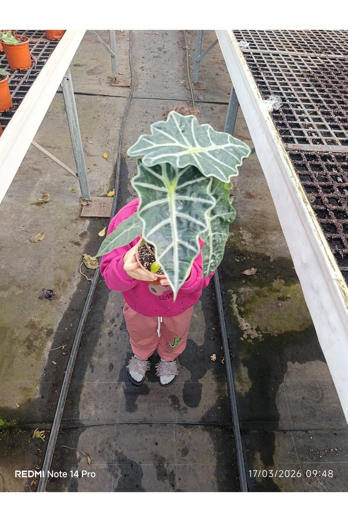 Alocasia Polly - Gösterişli Afrika Maskesi Bitkisi, Egzotik Salon Çiçeği