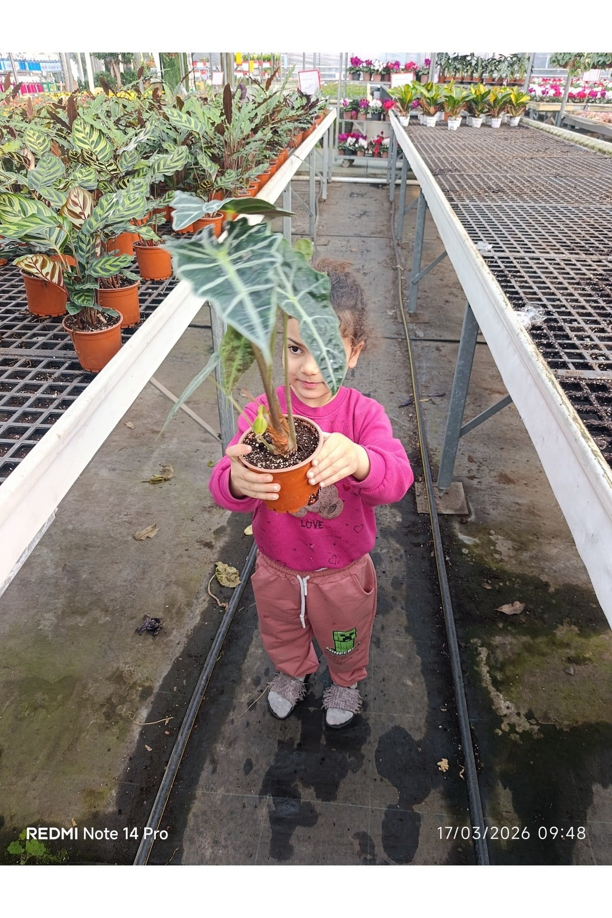 Alocasia Polly - Gösterişli Afrika Maskesi Bitkisi, Egzotik Salon Çiçeği