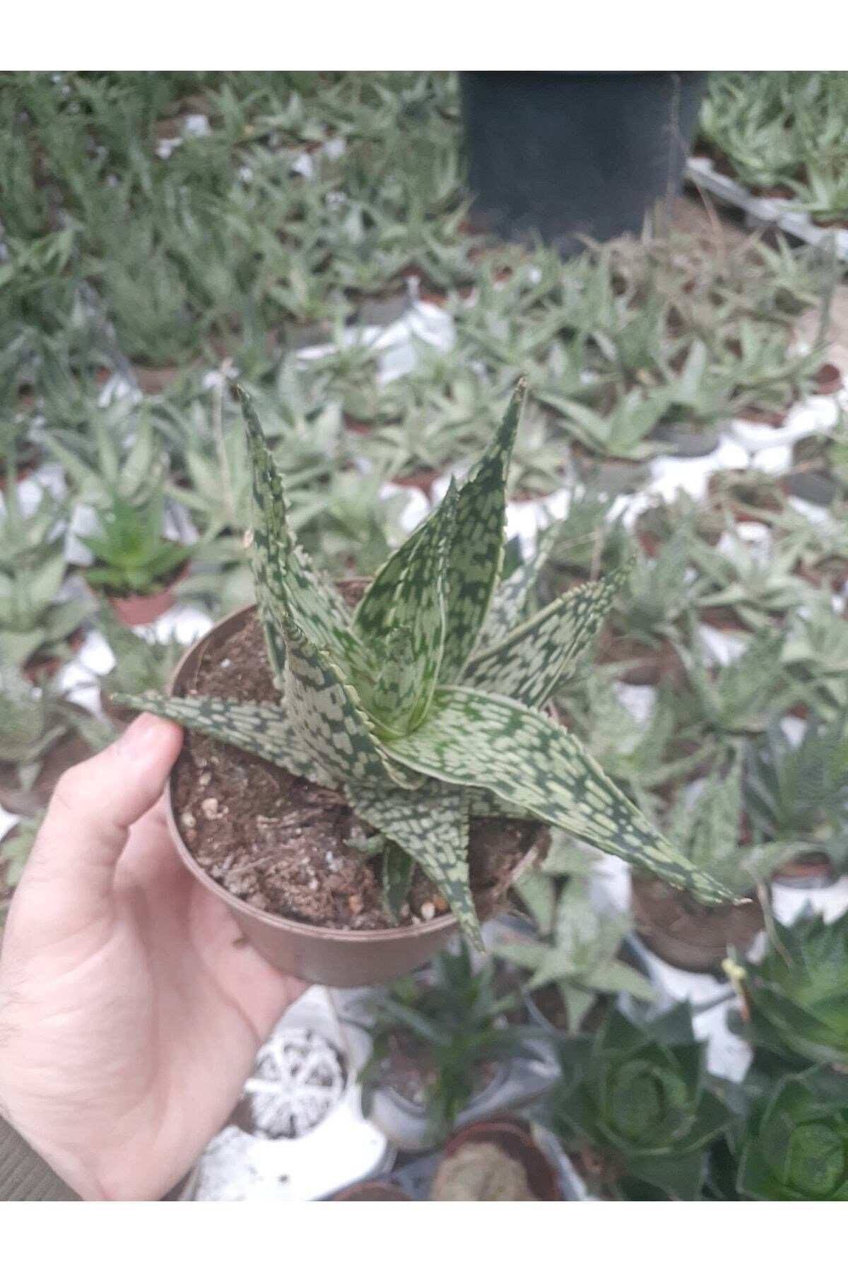 Aloe Variegata - Aloe Vera - 12 Cm Saksıda