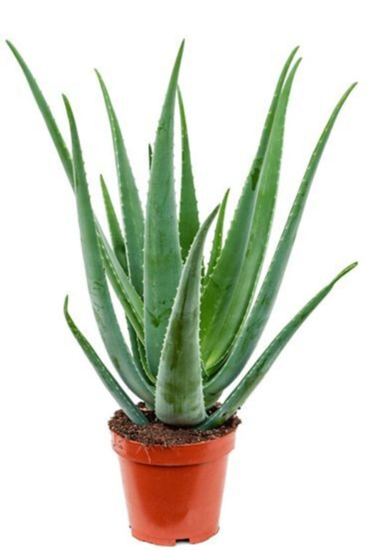 Aloe Vera - Aloevera