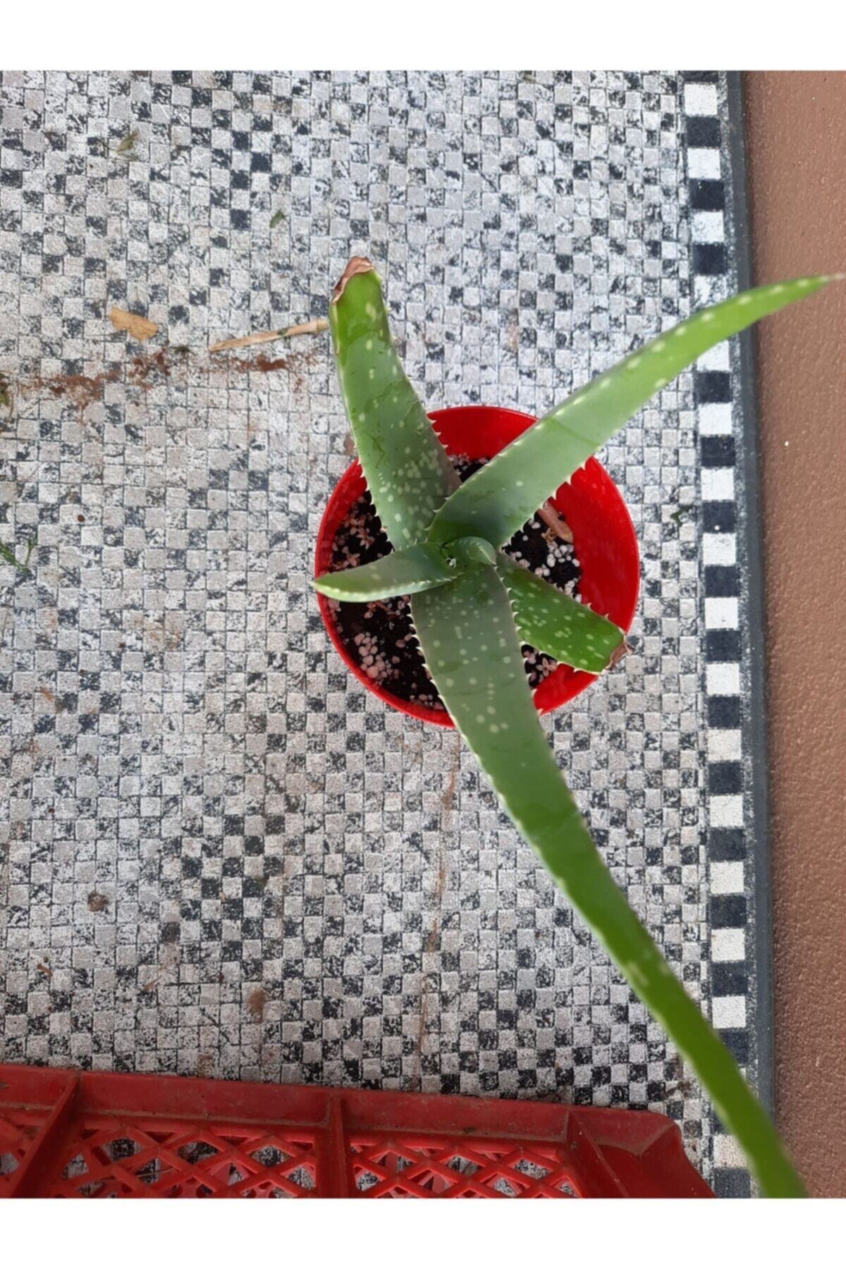 Aloe Vera Bitkisi 10-15 cm Boyunda 1 Yaşında Bitki