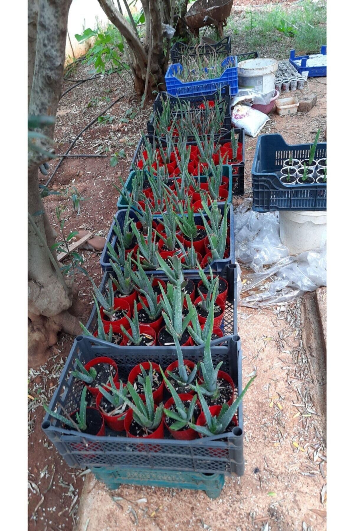 Aloe Vera Bitkisi 10-15 cm Boyunda 1 Yaşında Bitki