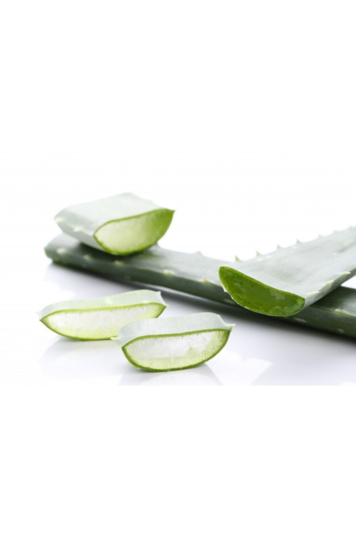 Aloe Vera Bitkisi Orta Boy Saksılı Jel Için Uygun