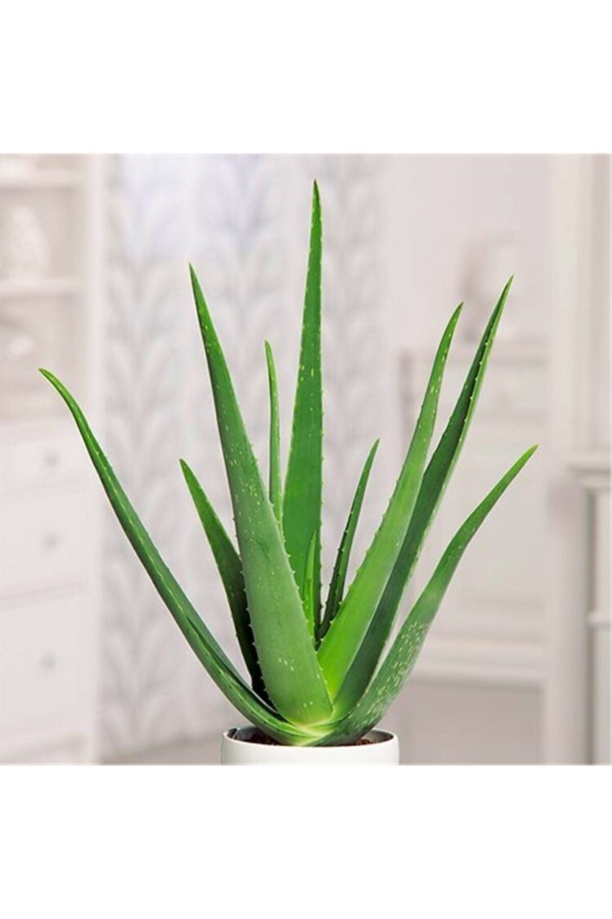 Aloe Vera Bitkisi Orta Boy Saksılı Jel Için Uygun