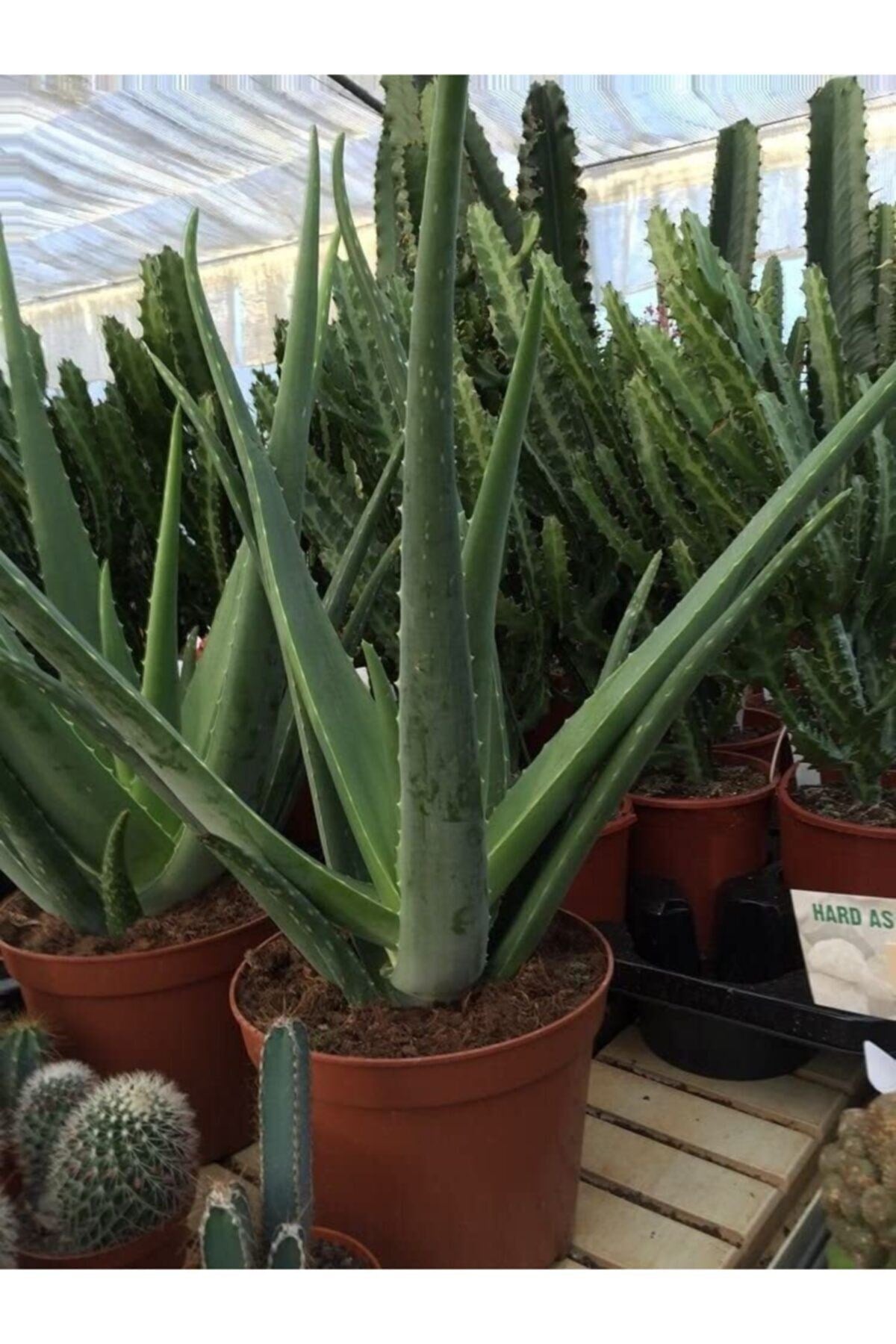 Aloe Vera Bitkisi Orta Boy Saksılı Jel Için Uygun