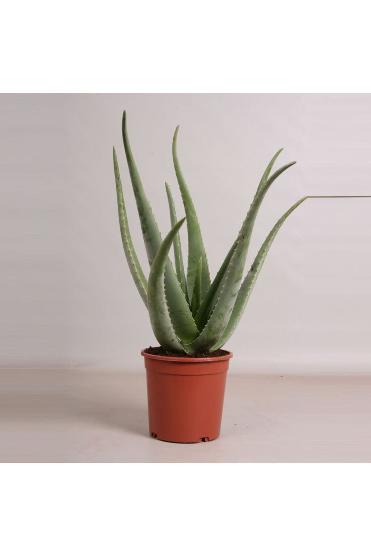 Aloe Vera Kullanılmaya Hazır Jel Çıkarılabilir