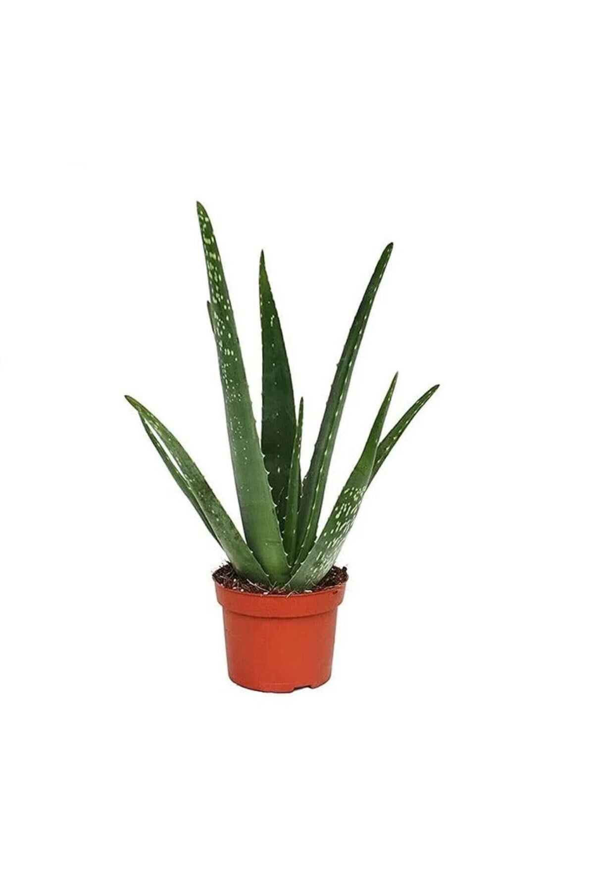 Aloe Vera Kullanılmaya Hazır Jel Çıkarılabilir