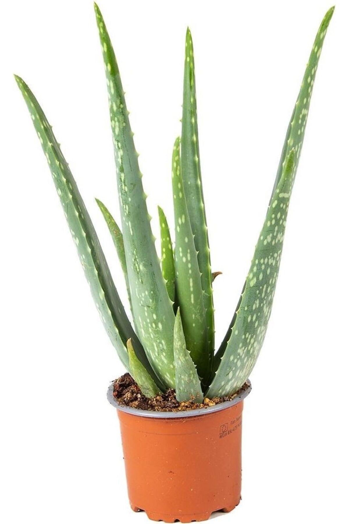 Aloe Vera Kullanılmaya Hazır Jel Çıkarılabilir