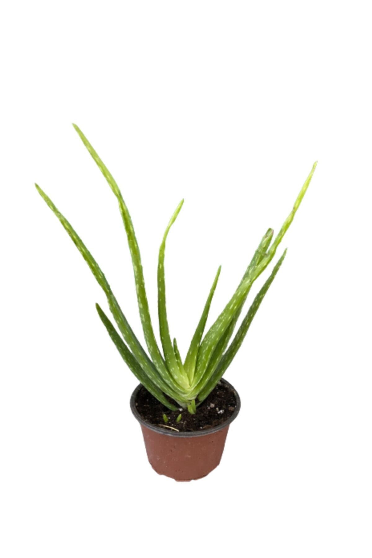 Aloevera