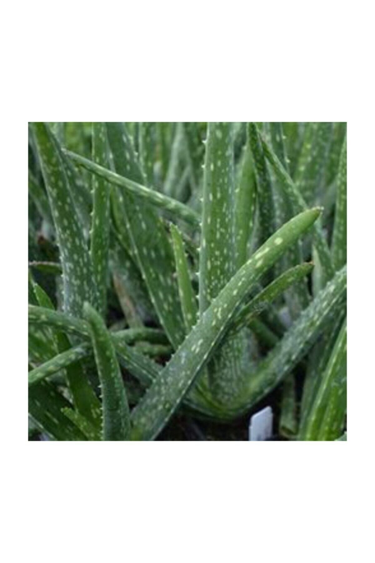 Aloevera Bitkisi 20-30 Cm Doğal Krem Şifalı Bitki Sarısabır