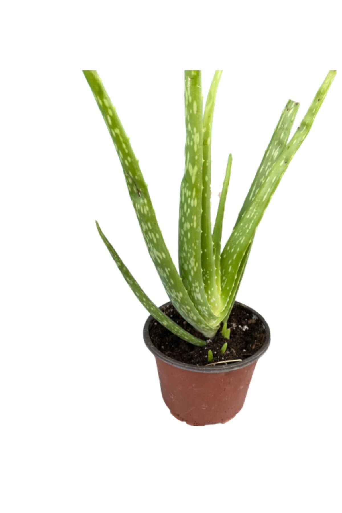 Aloevera