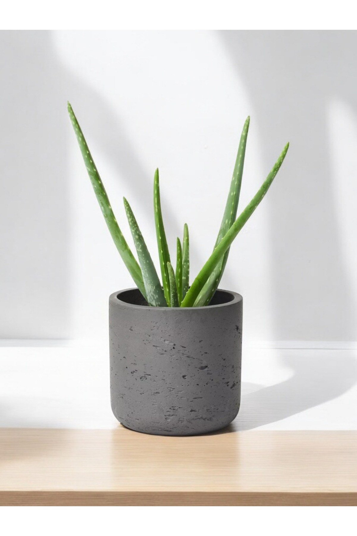 Aloevera Dekoratif Saksıda 10-12 cm çapında