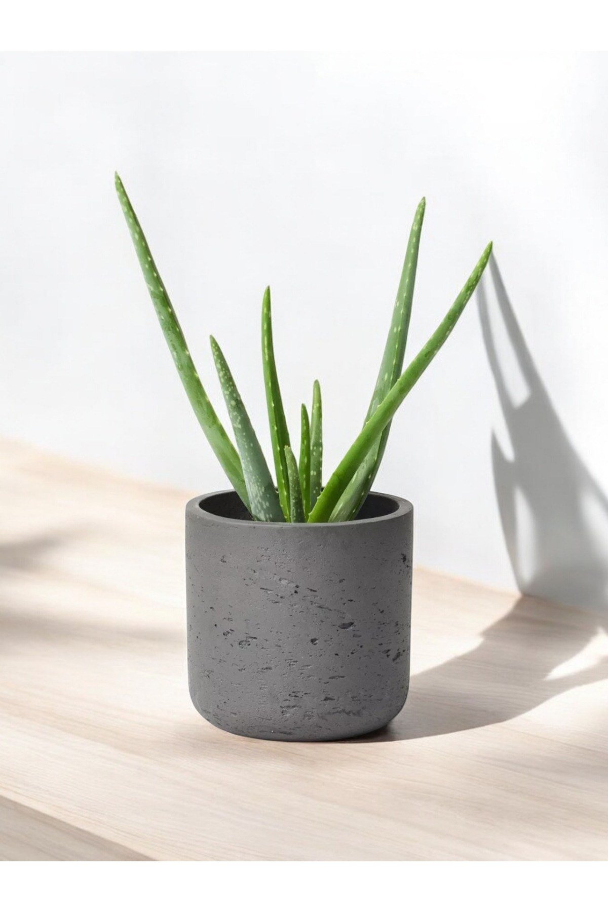 Aloevera Dekoratif Saksıda 10-12 cm çapında