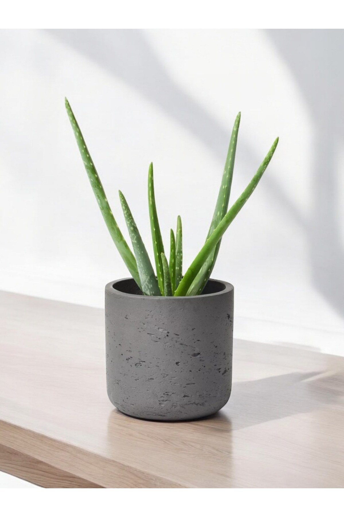 Aloevera Dekoratif Saksıda 10-12 cm çapında