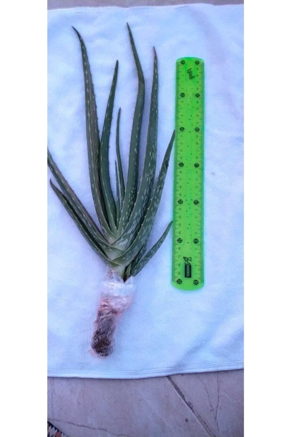 Aloevera Fidanı (boy 25-30 Cm)