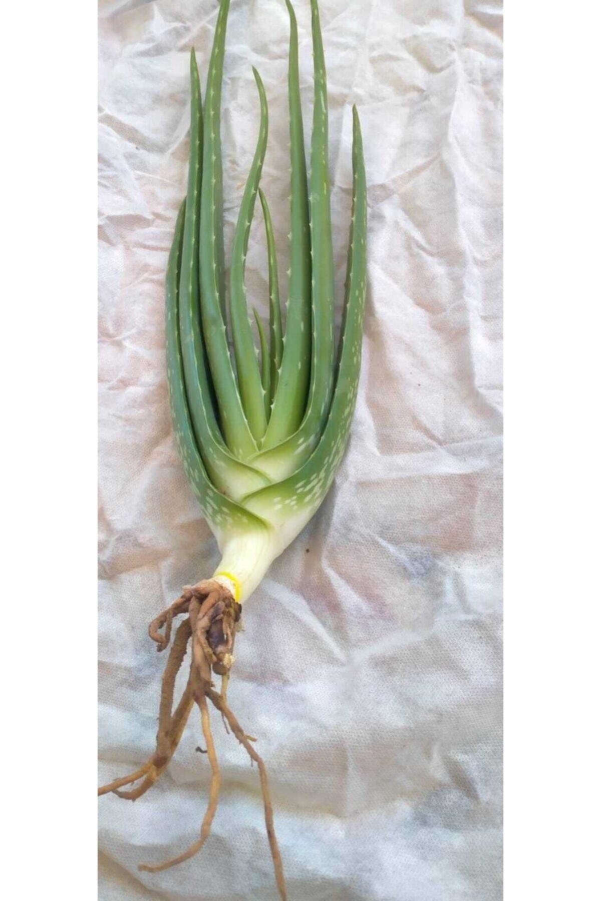 Aloevera Fidanı (boy 25-30 Cm)