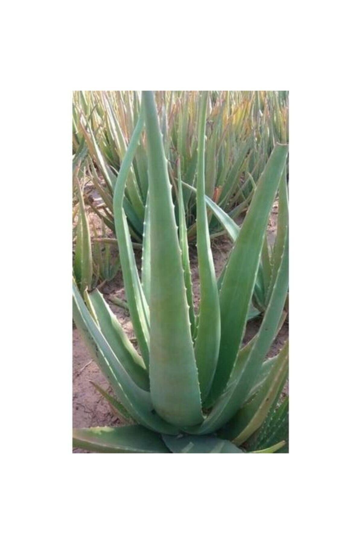 Aloevera Fidanı (boy 25-30 Cm)