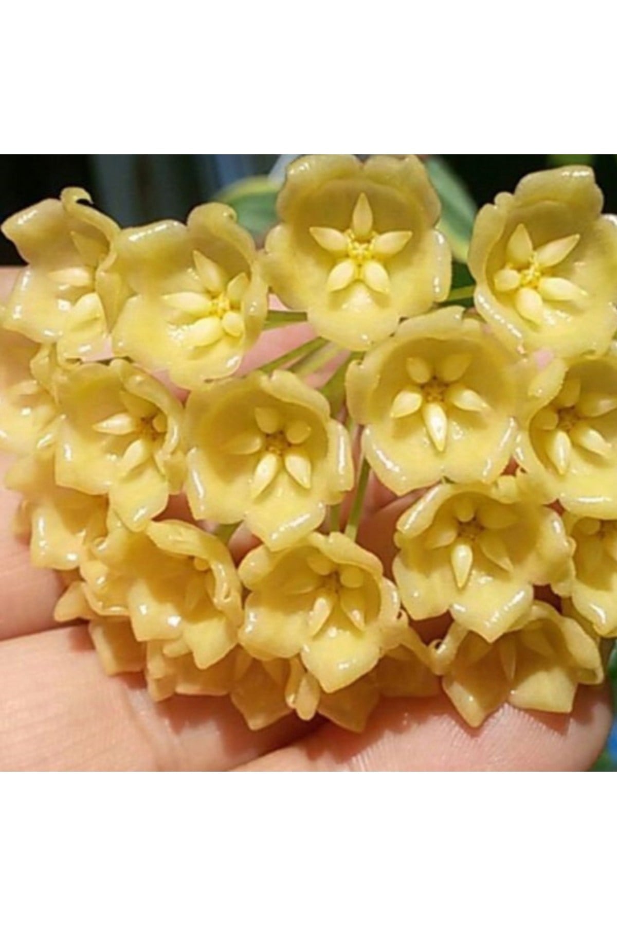 Altın Balmumu – Sarı Mum Çiçeği Fidanı (Hoya Carnosa 'Golden')