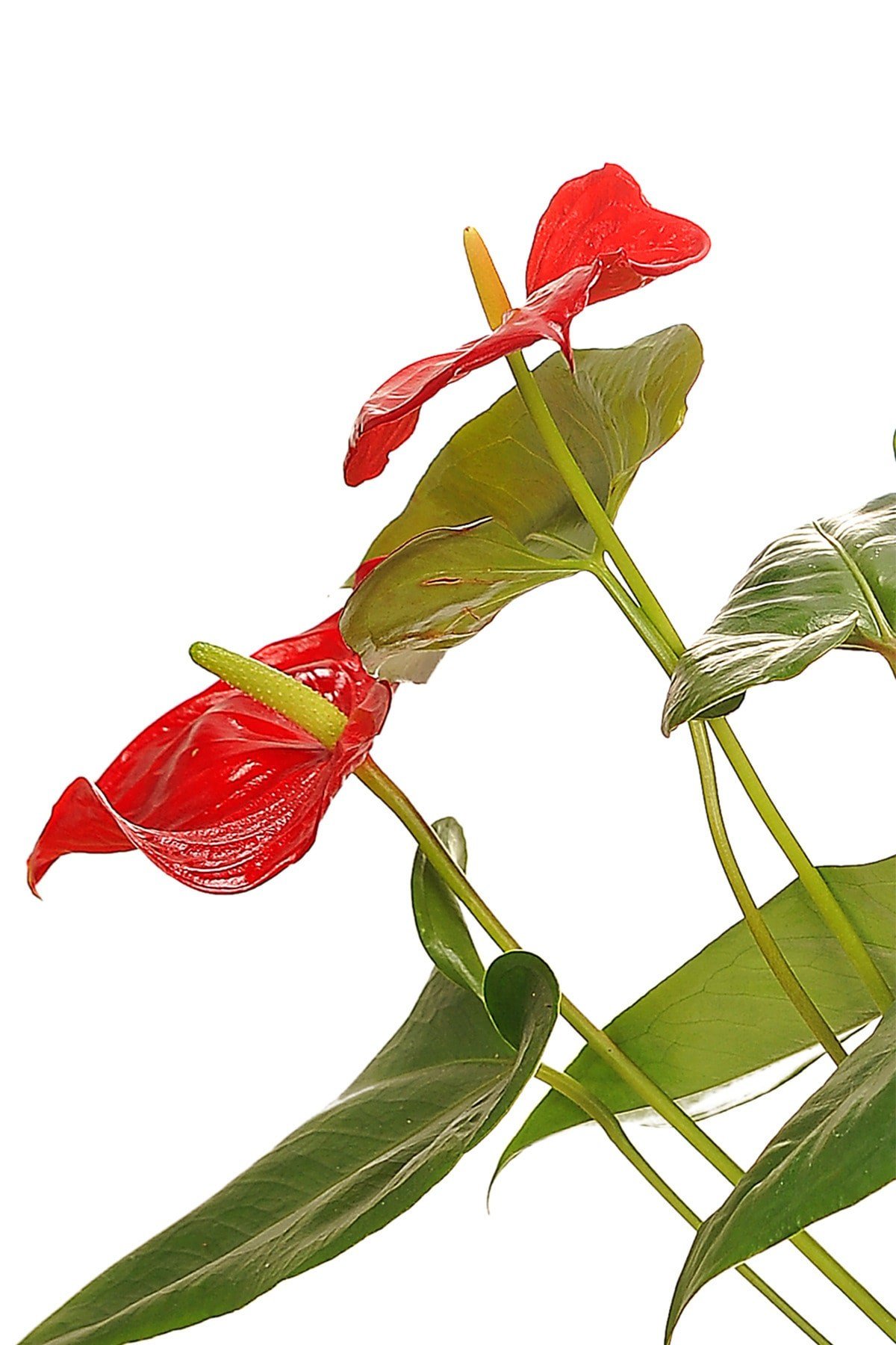 Antoryum-anthurium-flamingo Çiçeği.