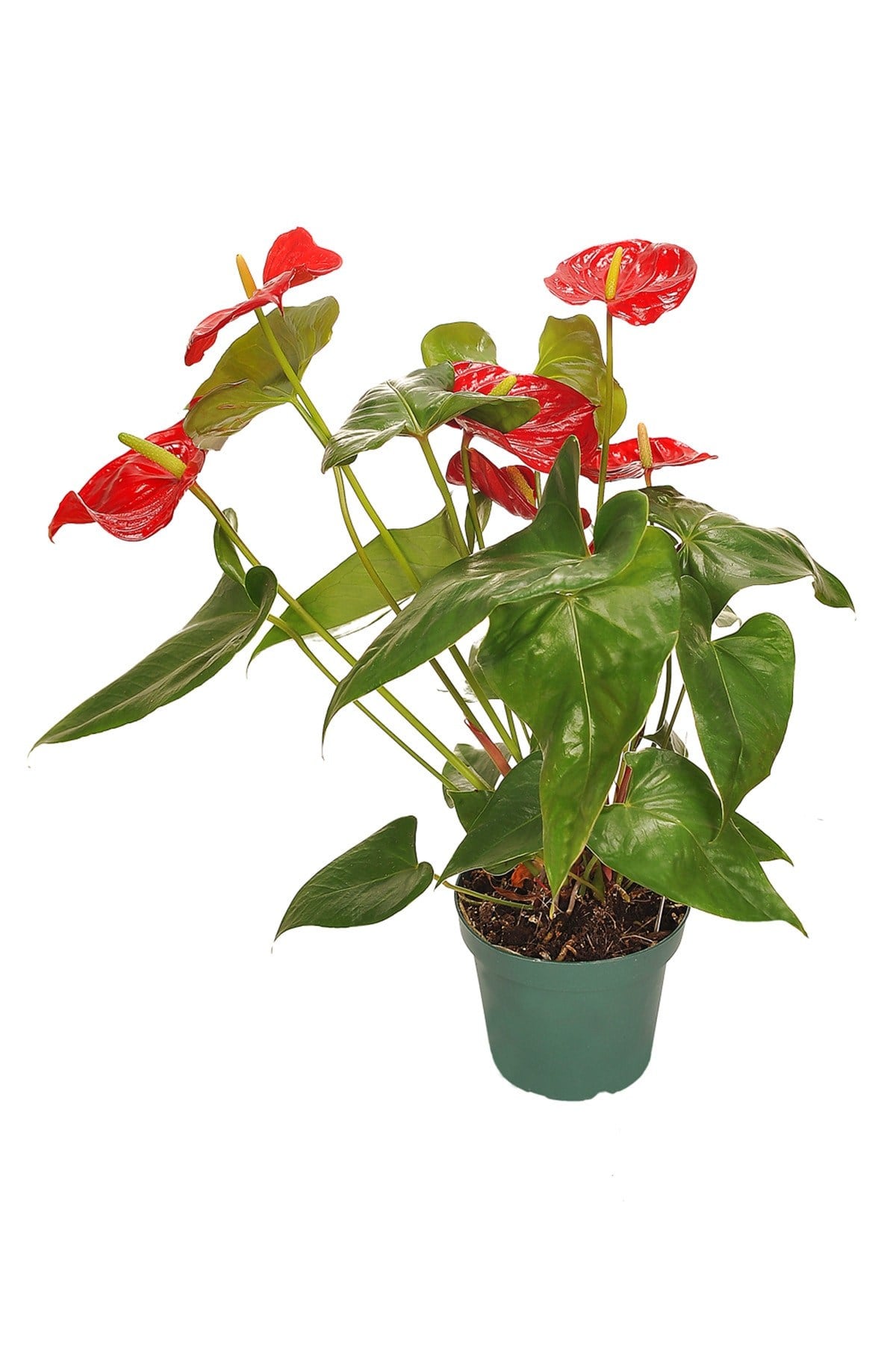 Antoryum-anthurium-flamingo Çiçeği.