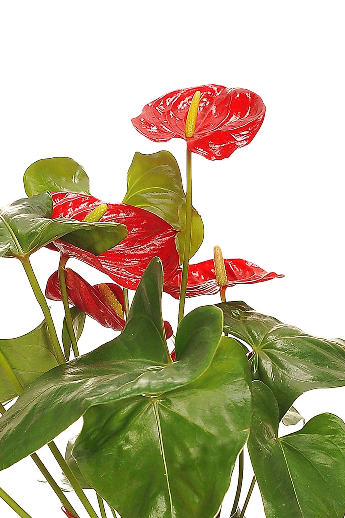 Antoryum-anthurium-flamingo Çiçeği.