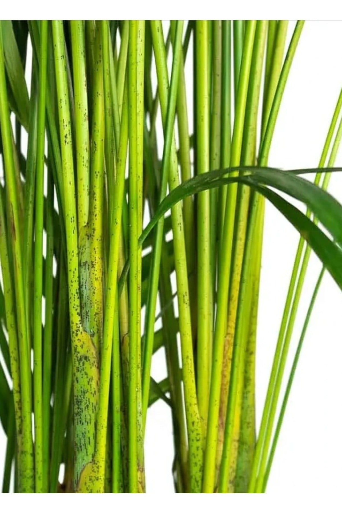 Areca Dypsis Lutescens - Areka Palmiyesi - Ev Ofis Salon Iç Mekan Bitkisi 85-95 Cm
